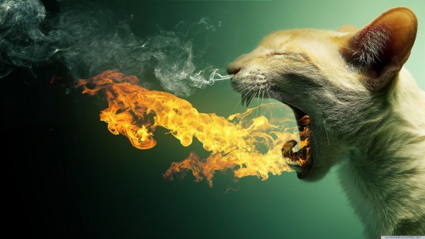funny-flaming-cat-wallpaper-for-3840x2160-hdtv-21-38_1465147169